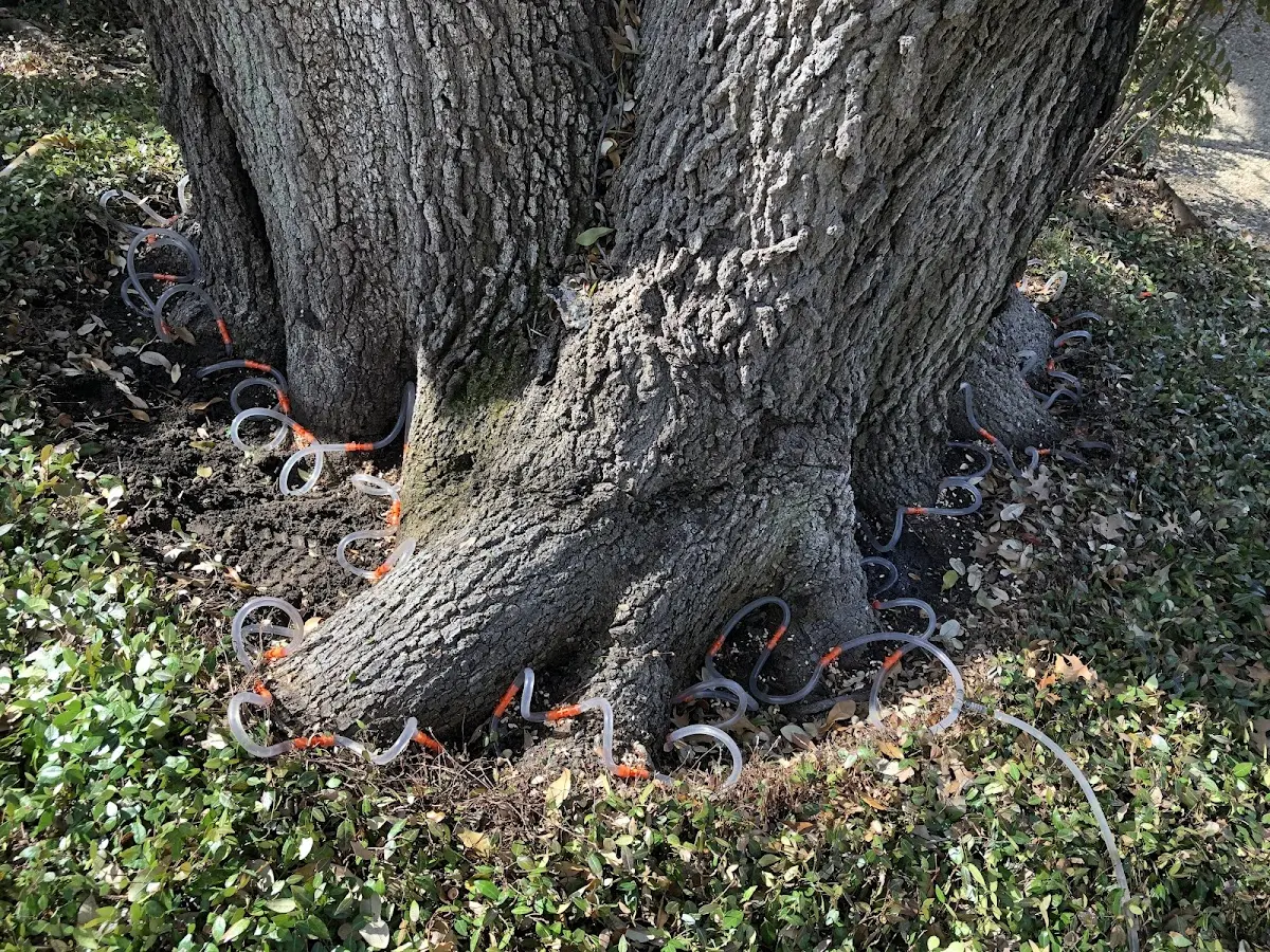 Detailed Tree Cabling and Bracing job site in Parrott